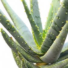 Image result for Aloidendron