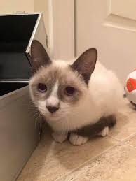 Adopting a Siamese kitten in the tri-state area