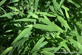 Image result for Chasmanthium latifolium