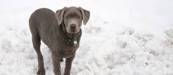 Pardon the super boring intro! Silver Labrador Retriever Puppies For Sale Greenfield Puppies