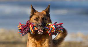 Maybe you would like to learn more about one of these? Best Toys For German Shepherds Keeping Them Entertained All Day