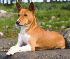 Hypoallergenic Dog Breeds Bunkblog Dog Breeds Unique Dog Breeds Basenji Dogs