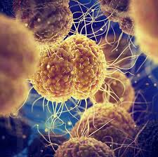 Image result for gonorrhea symptoms