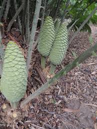 Image result for Encephalartos villosus