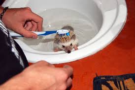 Adorable footage has emerged from canada of a baby hedgehog taking a bath. How To Bathe Your Pet Hedgehog Hedgehogs As Pets