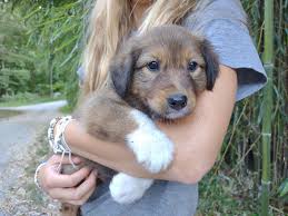 Sam, Hondo, Ringo, Duke, and Dallas