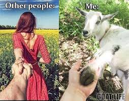 Goat Life On Instagram Goats Goatsofinstagram Madolly Holdinghands Hold Hands Takemyhand Take Memes Meme Goats Life Instagram