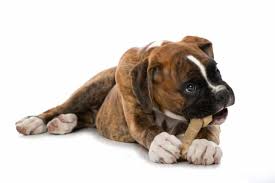 Best dog food for boxer puppies reviews. Best Dog Food For Boxers Top Picks For A Healthy Boxer Dog K9 Web