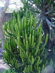 Image result for Euphorbia kilwana