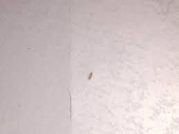Obige tabelle nennt praxiserprobte methoden, die sie in sinnvoller schrittfolge und in kurzen zeitintervallen anwenden sollten. Sind Das Bettwanzen An Meiner Wand Insekten Bett Ungeziefer