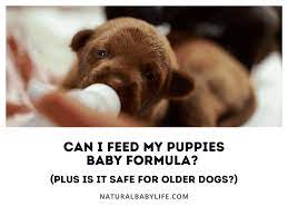 Can I Feed My Puppies Baby Formula Plus Is It Safe For Older Dogs Natural Baby Life