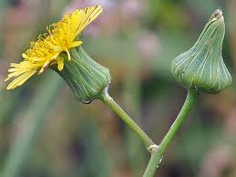 Image result for Sonchus oleraceus
