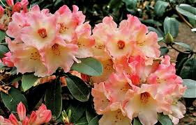 April Morn Nancy Evans X Tia Hybridized In 2000 Registered In 2008 Rhododendron Gold Medal Winners Azalia