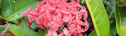 Image result for Ixora hartiana