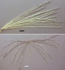 Image result for Enteropogon