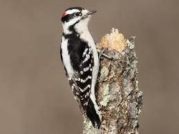 Downy Woodpecker Identification All About Birds Cornell