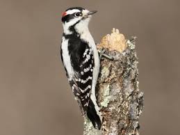 downy woodpecker identification all about birds cornell