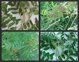 Image result for Indigofera drepanocarpa