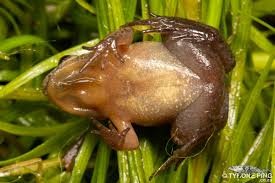 Image result for Micrococca capensis