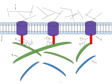 The hydrogen component of water is utilized in making sugar, and the oxygen is a byproduct. Extracellular Matrix Wikipedia
