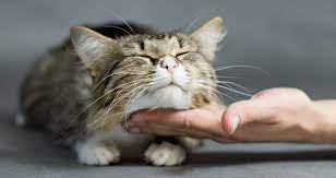 Cancers kiss with incredible passion not that they're not thinking logically, but their future partner should be very. 21 Secrets Of The Cancer Personality Zodiac Fire