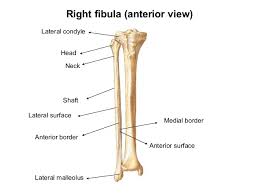 The human leg, in the general word sense, is the entire lower limb of the human body, including the foot, thigh and even the hip or gluteal region. Leg Bones Anatomy Anatomy Drawing Diagram