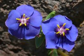 Image result for Anagallis elegantula