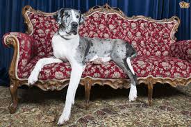 correctly feeding a great dane dog pets4homes