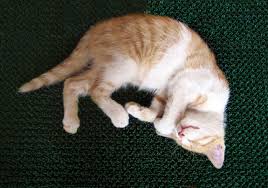 Kedi Erkek Yavrusu Pixabay De Ucretsiz Fotograf