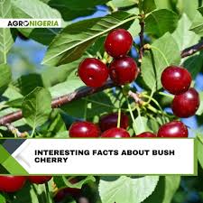 Image result for Maesobotrya