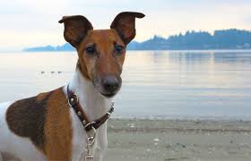 Image result for foxteriér hladkosrstý