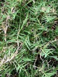 Image result for Cynodon dactylon