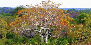 Image result for Sterculia africana