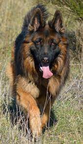 german shepherd breed characteristics german shepherd breeds german shepherd puppies shepherd puppies