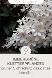 Immergrune Kletterpflanzen 2019 Kletterpflanzen