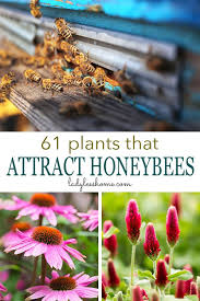 It also looks like a daisy, but it is not. 61 Plants That Attract Honeybees Lady Lee S Home