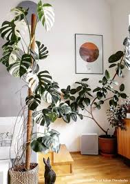 According to apartment therapy, rubber plants thrive in bright sunlight (but not direct sunlight). Lucky Color Green 5 Feng Shui Friendly House Plants Bluprint