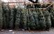 Christmas Trees For Sale Sign