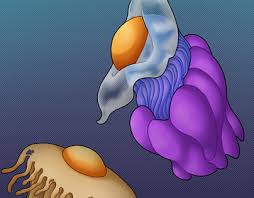 It alternates between a benthic stage that is attached to rocks and piers that reproduces asexually and sexually reproducing planktonic phase in. Fried Egg Jellyfish Projects Photos Videos Logos Illustrations And Branding On Behance