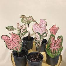 Data specific to caladiums (edit). Caladium Pink Splash Home Furniture Gardening On Carousell