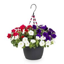 We did not find results for: 1 5 Gallon Multicolor Red White And Blue Petunia In Hanging Basket L27065 In The Annuals Department At Lowes Com