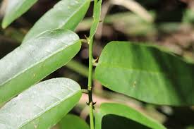 Image result for Capparis fascicularis