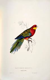 Check spelling or type a new query. The Amazing Parrot Paintings Of Edward Lear To Print Picture Box Blue