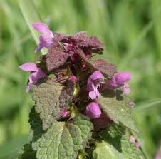 Image result for Lamiaceae