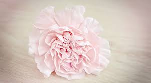 Based on the history, this is the flower which symbolizes the gladiators. January Birth Flower List And Meaning