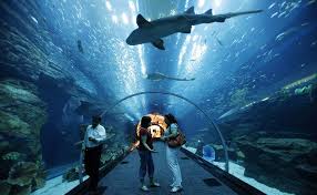 Dubai And The Uae Dubai Aquarium Dubai Tour Dubai Mall