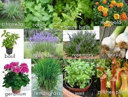 From the annoyance of buzzing in your ears to the threat of thyme plant, especially lemon varieties, can repel mosquitoes when applied directly on the skin. 12 Plants That Repel Mosquitos From Your Backyard Living Space Minteer Real Estate Team