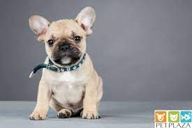 Người đàn ông dắt theo chó pitbull đi uống cà phê và chó lao tới cắn chết một người, cắn bị thương chủ nhân. Mua Cho Bull Phap Gia Bao Nhieu Petplaza Vn Há»‡ Thá»'ng Cá»­a Hang Thu CÆ°ng