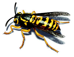 Classic insulation and pest control's contractors are qualified in the best of green and efficient puget sound bee removal for your home and crawl space. Yellow Jacket Removal Get Rid Of Yellow Jackets