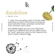 Late 14c., candlestick with a screen, aphetic of o.fr. Dandelion Words Matter Middle English Etymology